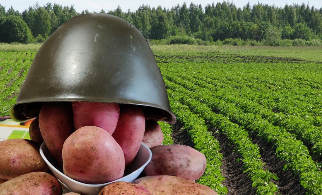 Чернігівщина бере врожайністю, а вітчизняні фермери у 2023-му можуть нагодувати картоплею Нідерланди