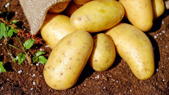 У громаді на Чернігівщині роздають посадкову картоплю: хто і скільки може отримати