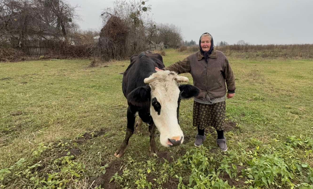 На Чернігівщині власники "лейкозних" корів здавали молоко: як так вийшло
