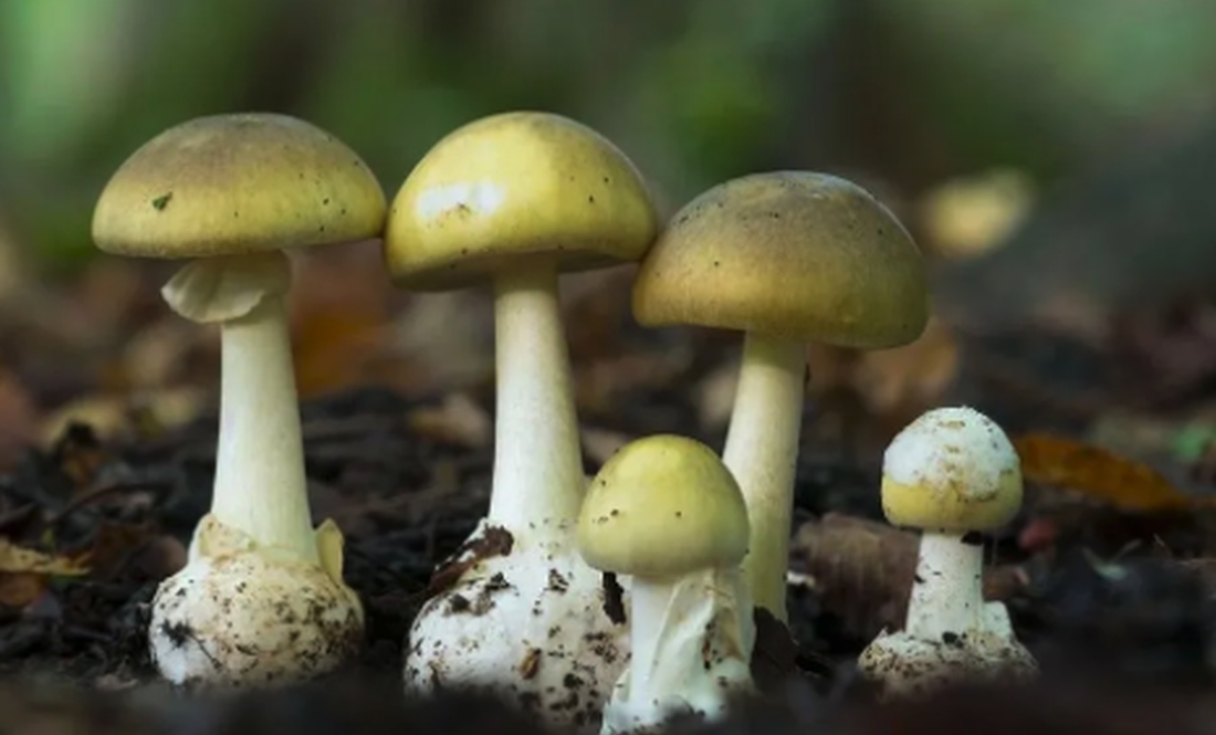 «Сіро-зелені з перемичечками»: поїли грибів у тепер у реанімації