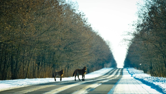 У Чорнобильському заповіднику показали, як коні Пржевальського виходять на велику дорогу