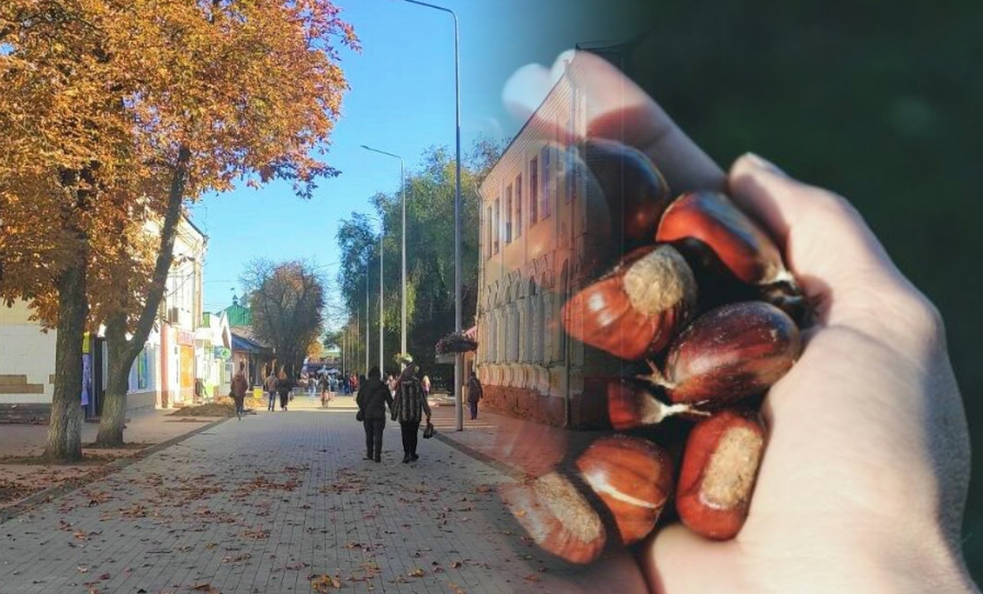 На Чернігівщині приймають каштани: скільки платять за кіло
