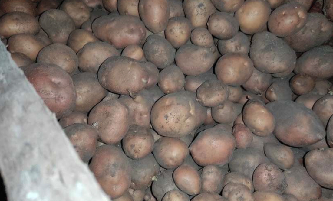 У громаді картоплю скуповували по 10 гривень за кіло: "У цій справі головне — не перехитрувати самого себе»