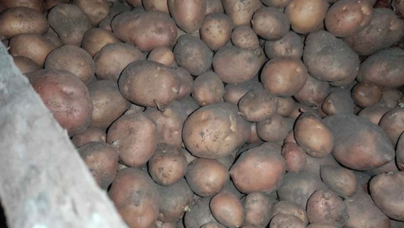 У громаді картоплю скуповували по 10 гривень за кіло: "У цій справі головне — не перехитрувати самого себе»