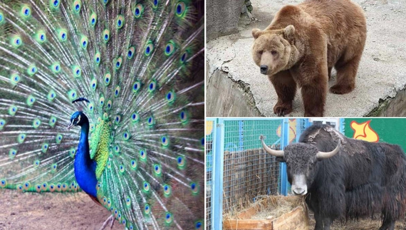 Перукарка з Чернігова привезла 8 тонн продуктів звірам Менського зоопарку