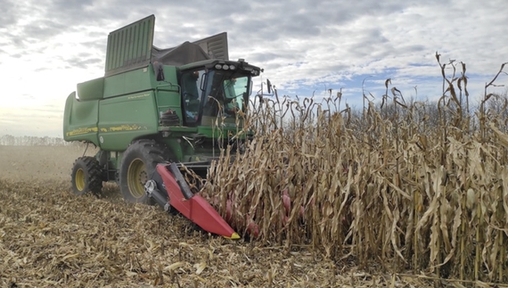 На Чернігівщині продовжують збираюти кукурудзу