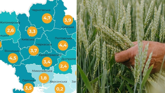 Чернігівщина годує Україну? Що відомо про врожайність у регіоні