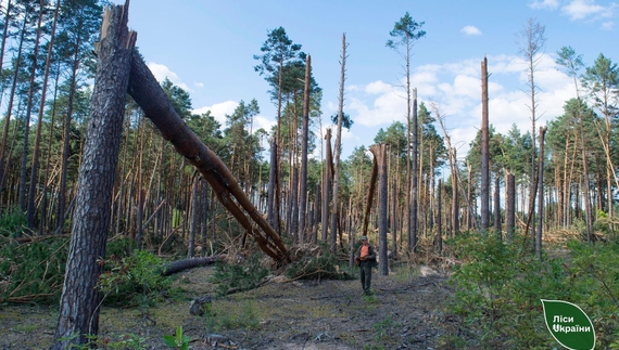 Ламав сосни як сірники: буревій зіпсував 100 гектарів лісу на Чернігівщині
