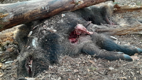 Відстріл не зовсім прийнятний: в Ічнянському природному парку думають як позбутись африканської чуми свиней