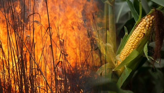 У громаді вигоріло три гектари кукурудзи