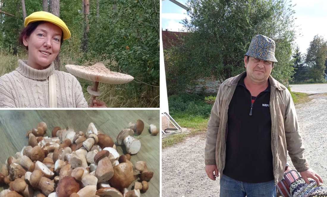Збирають навіть у прикородонні: які гриби є у лісах Чернігівщини і скільки можна на цьому заробити