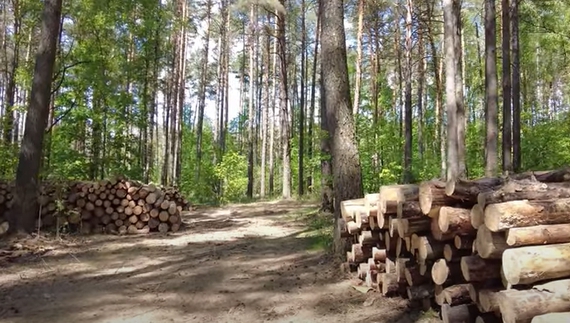 На Чернігівщині шахраї розводять на гроші тих, хто хоче купити дрова