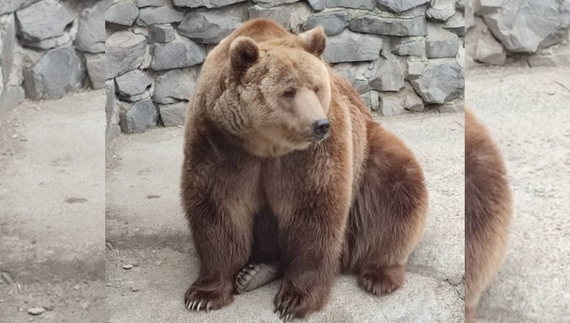 Ведмідь у Менському зоопарку