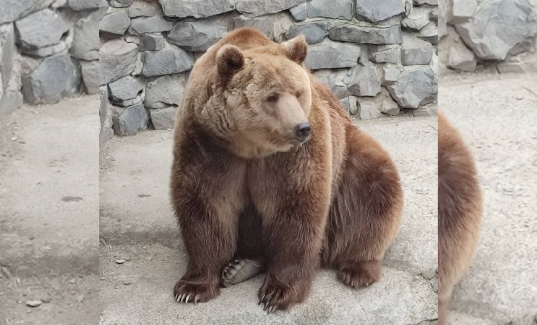 Ведмідь у Менському зоопарку