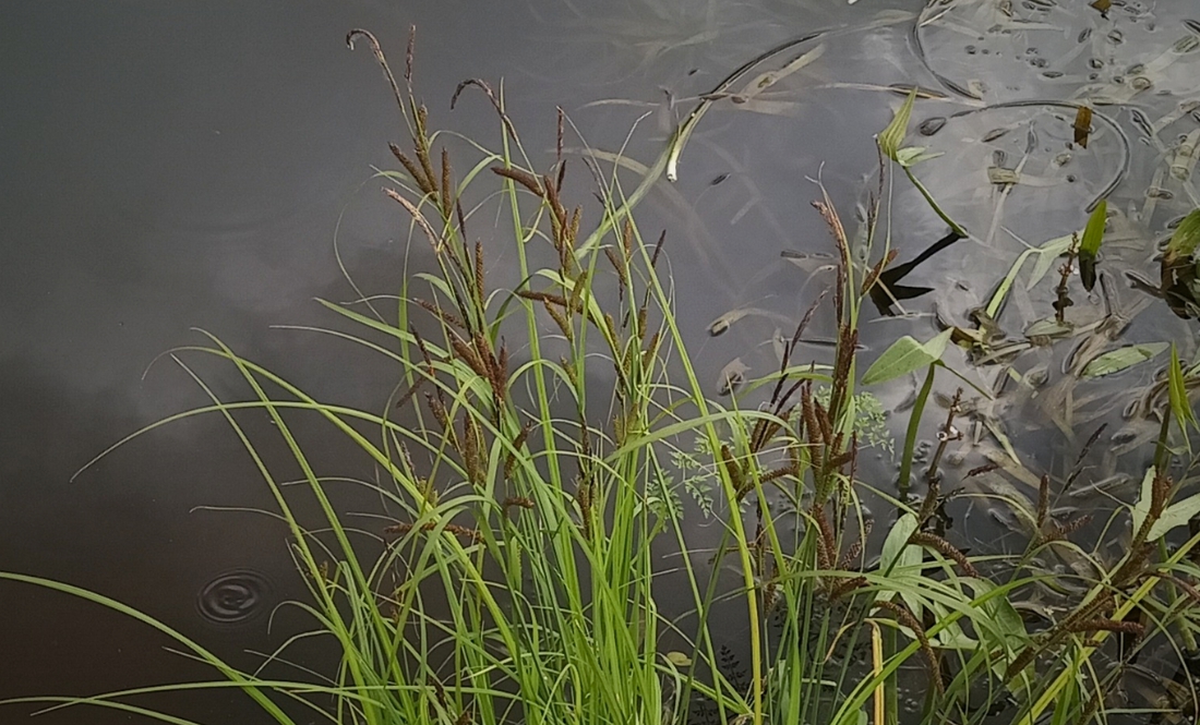 У Сеймі знову гине риба і знижується рівень кисню