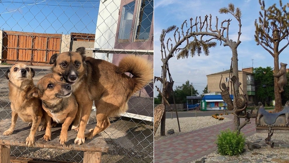 «Уже болить давно»: у громаді планують створити притулок для тварин