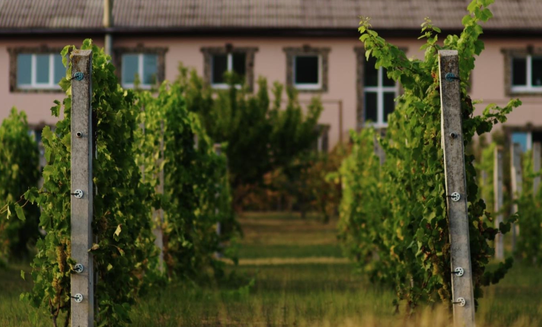 Чернігівська виноробня отримала визнання на світовому конкурсі