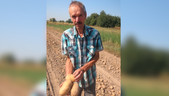 У родини агрономів на Чернігівщині картопля вродила