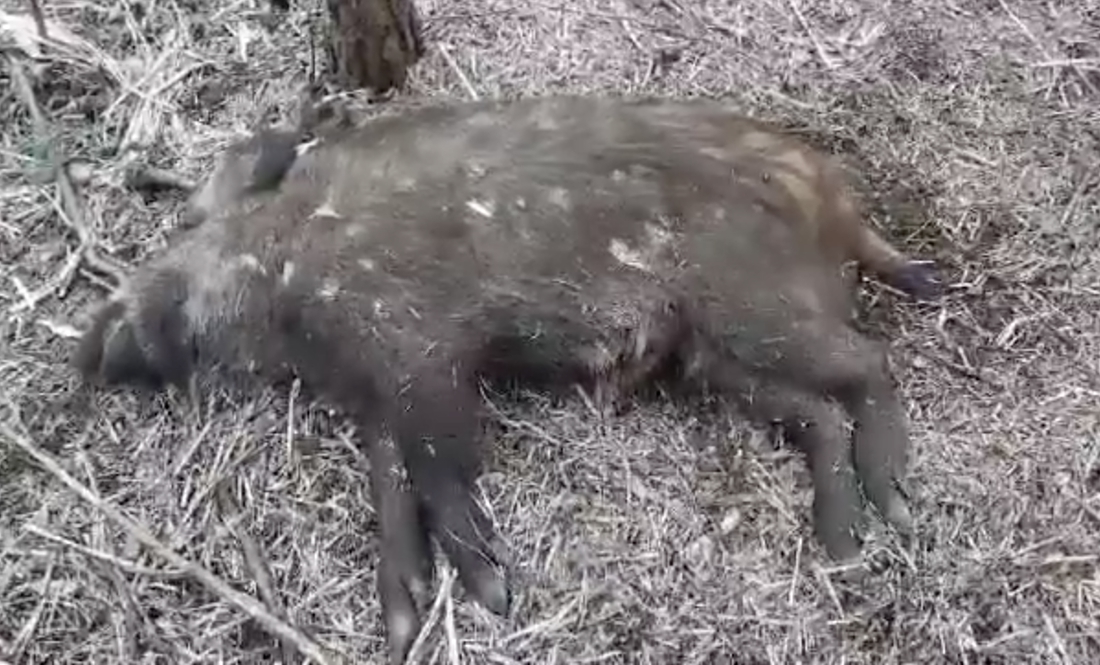 У Ічнянському природному парку оголосили карантин - там знайшли африканську чуму свиней
