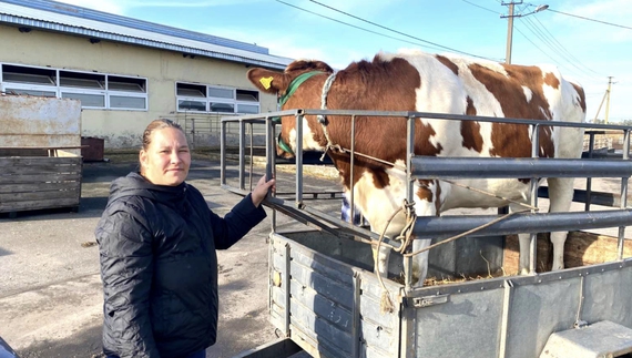 Чотири молоді корівки червоно-рябої молочної породи мають нових власників