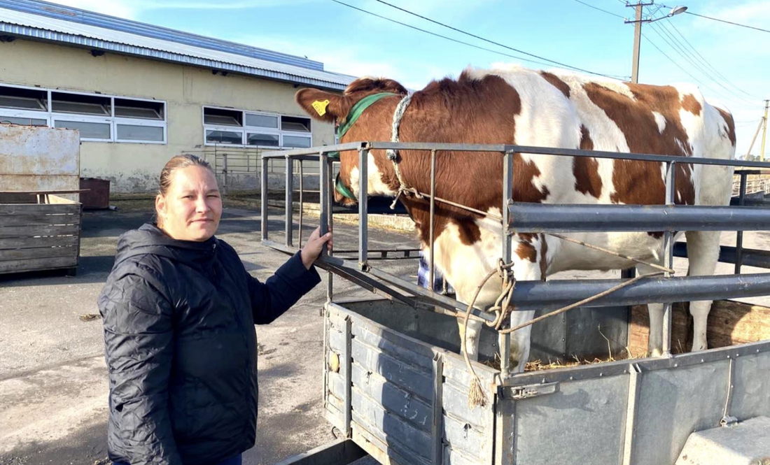 Чотири молоді корівки червоно-рябої молочної породи мають нових власників