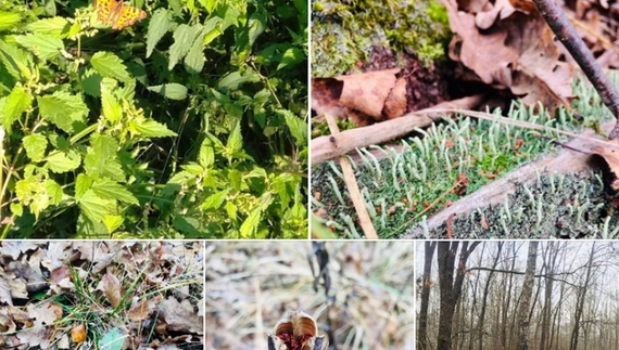На Чернігівщині створено два нових об’єкти природно-заповідного фонду