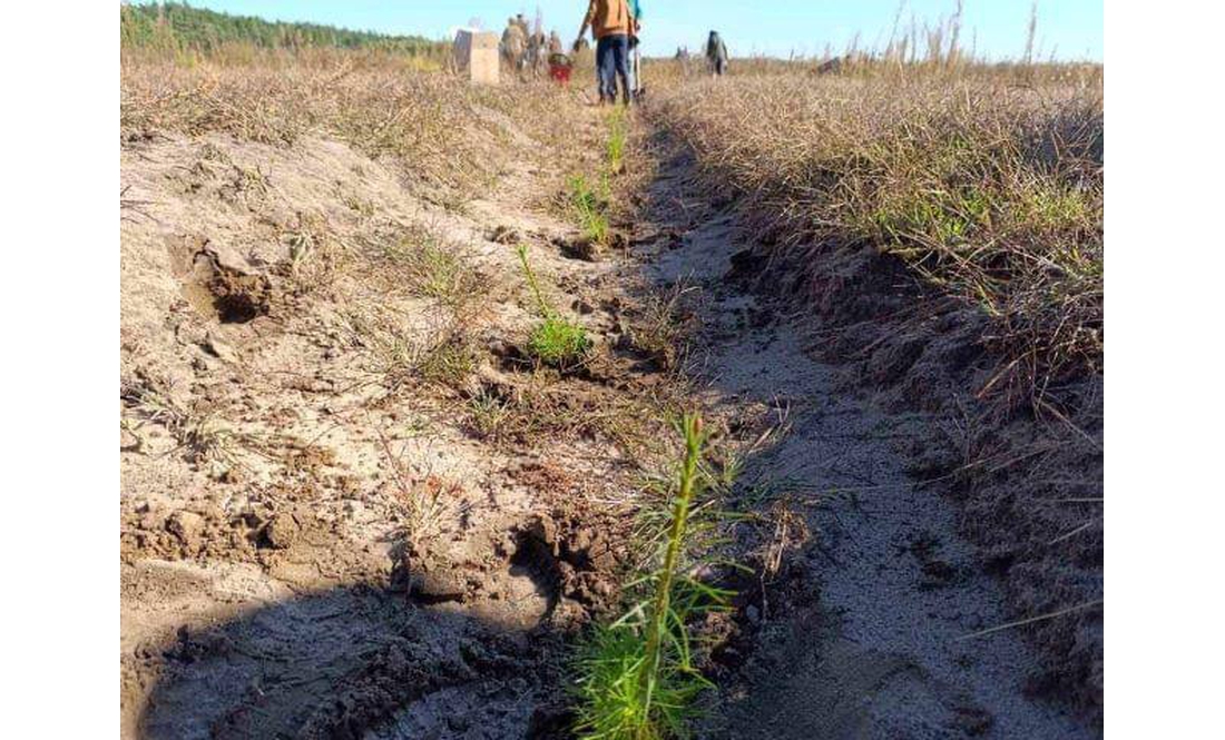 Чернігівщину озеленюють латвійськими ялинами та соснами