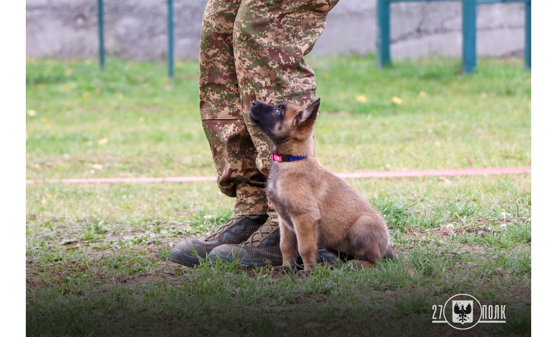 У чернігівських кінологів - дуже миле поповнення