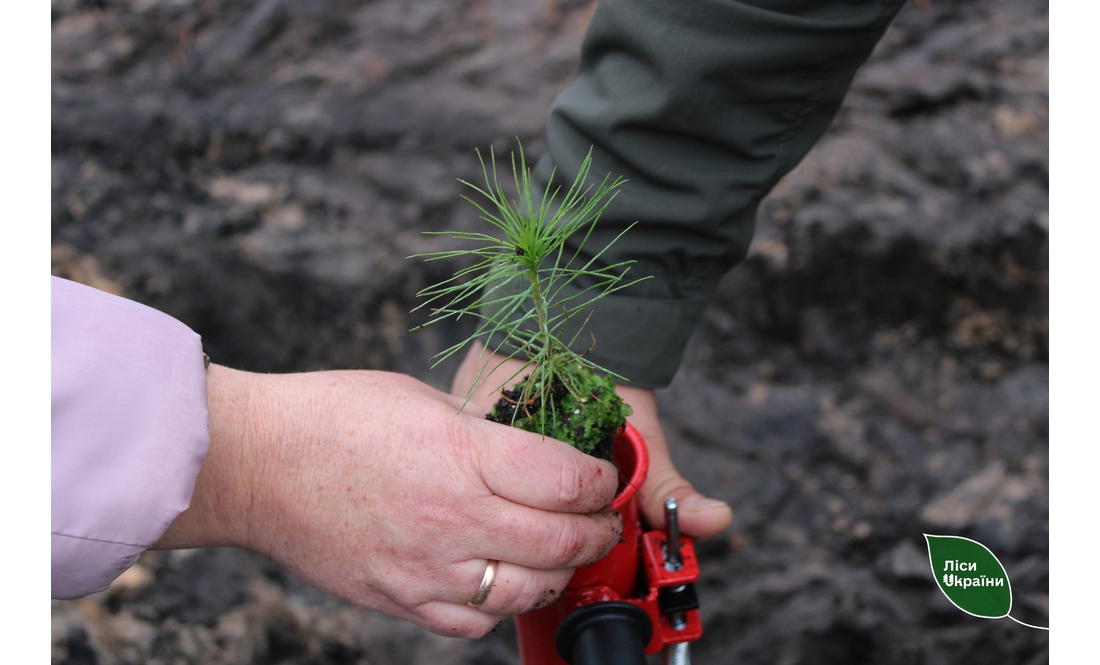 На честь загиблого воїна на Чернігівщині висадили ліс