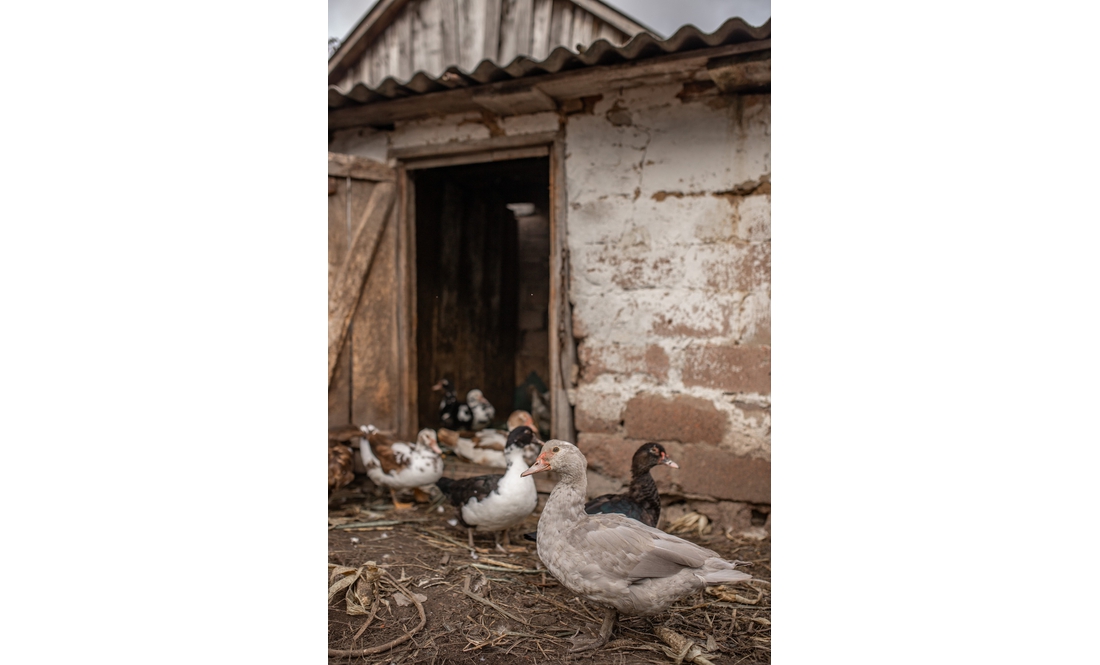 Утримують птицю і кіз: як родина переселенців із Донеччини облаштовує побут на Чернігівщині