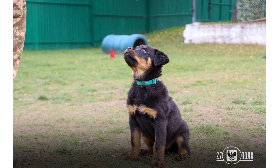 У чернігівських кінологів - дуже миле поповнення