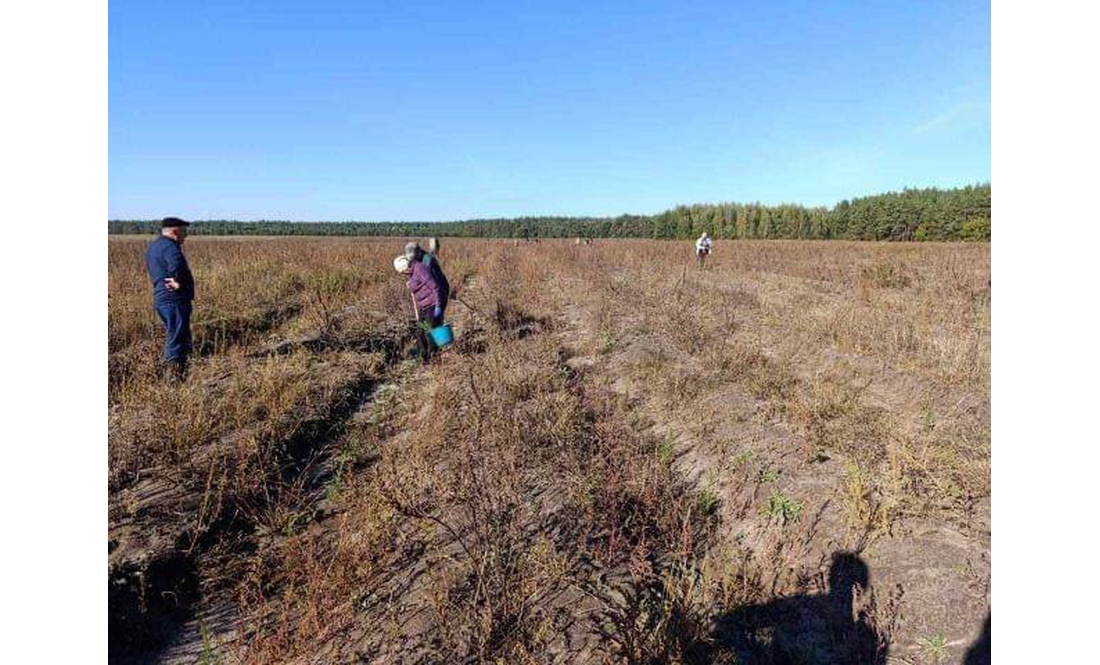 Чернігівщину озеленюють латвійськими ялинами та соснами