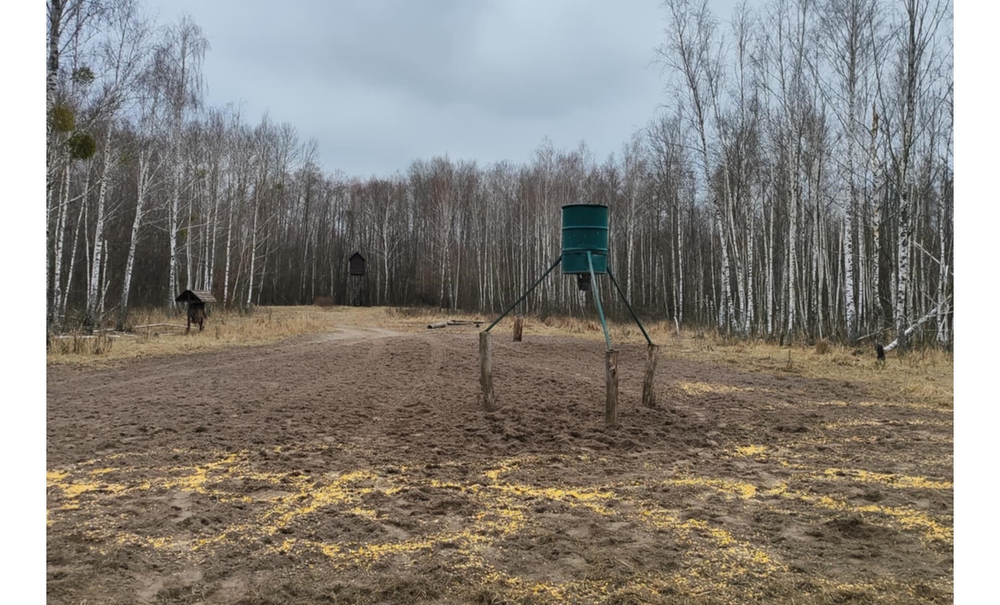 На Чернігівщині побільшало косуль, кабанів та хижаків