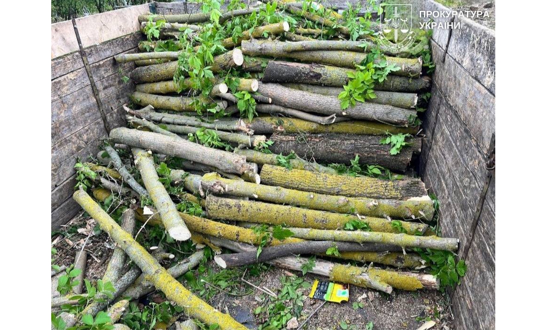 На Чернігівщині судитимуть учасників ОЗГ за незаконну порубку дерев на майже 5,5 млн грн