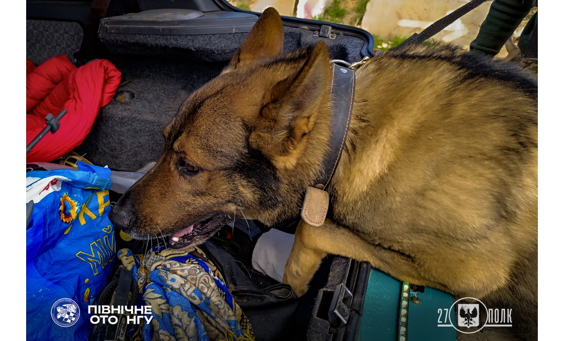 Гвардійці показали своїх чотирилапих напарників: як служать на Чернігівщині