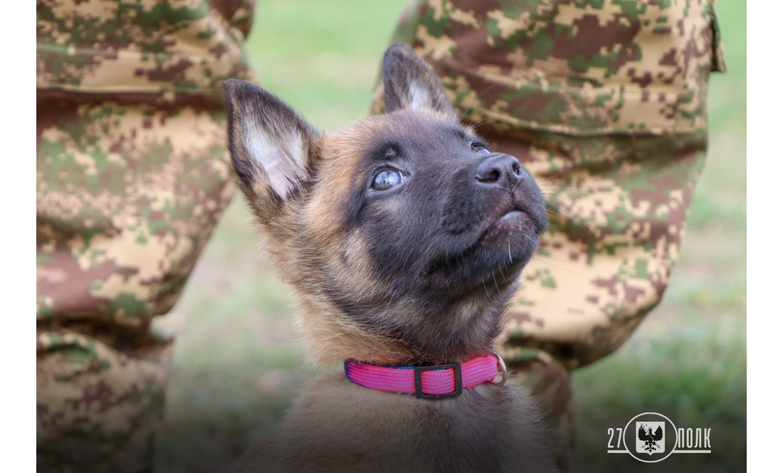 У чернігівських кінологів - дуже миле поповнення