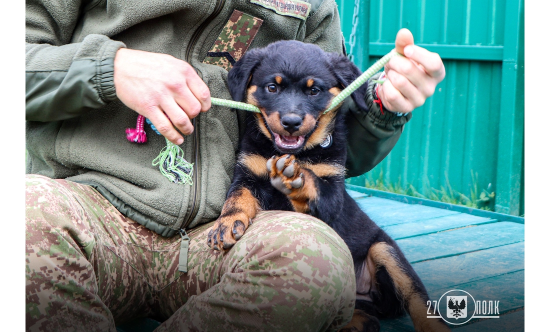 У чернігівських кінологів - дуже миле поповнення