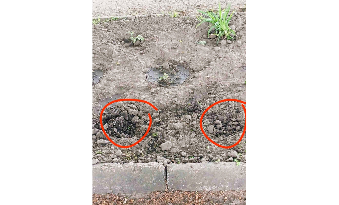 У громаді покрали квіти з клумби