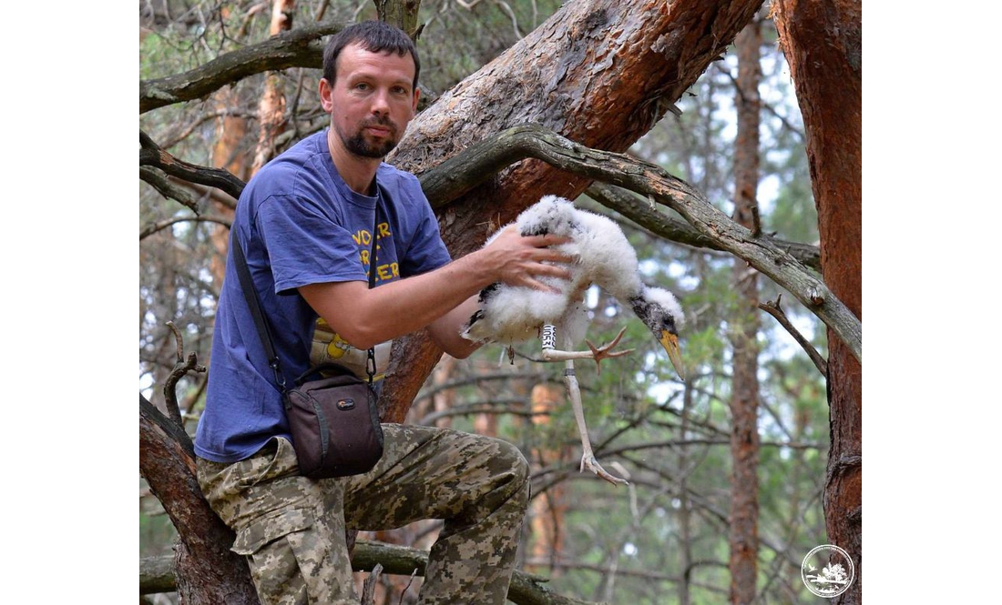 У заповіднику показали, як кільцюють рідкісний вид лелек
