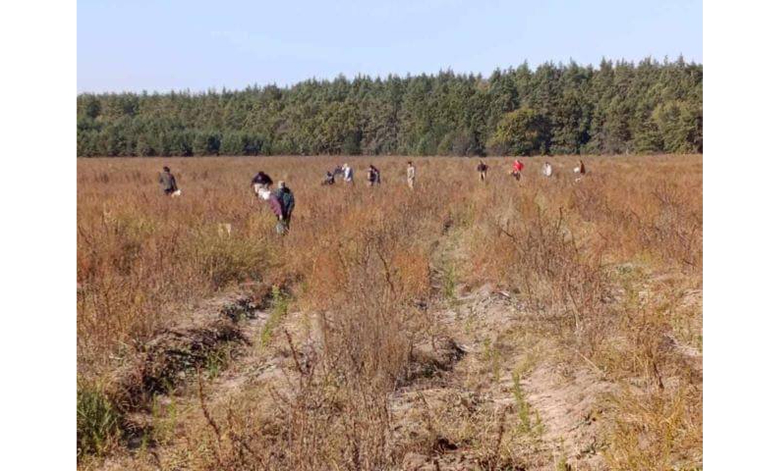 Чернігівщину озеленюють латвійськими ялинами та соснами