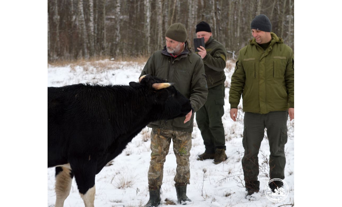 У Чорнобильському заповіднику показали здичавілих корів