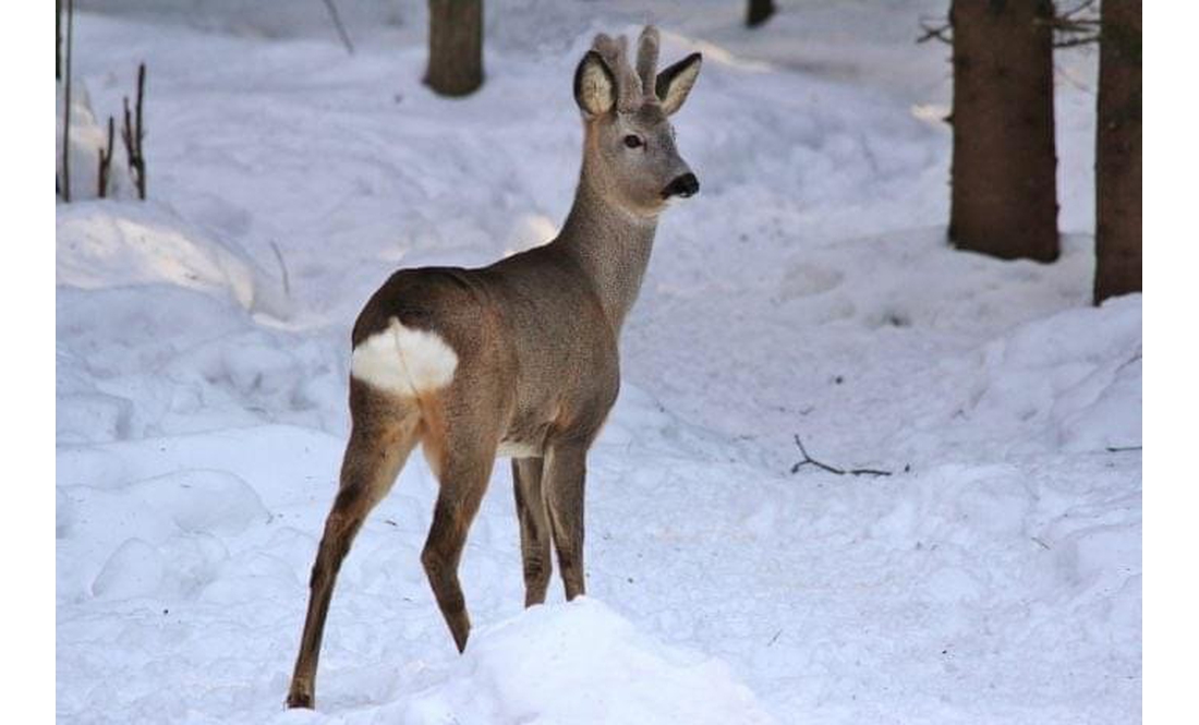 Всеукраїнська зооволонтерська ініціатива Uanimals оголосила збір - на порятунок Національного природного парку в Ічні