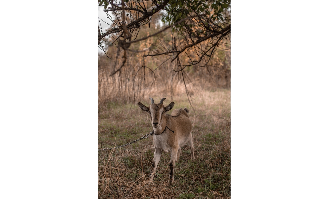 Утримують птицю і кіз: як родина переселенців із Донеччини облаштовує побут на Чернігівщині