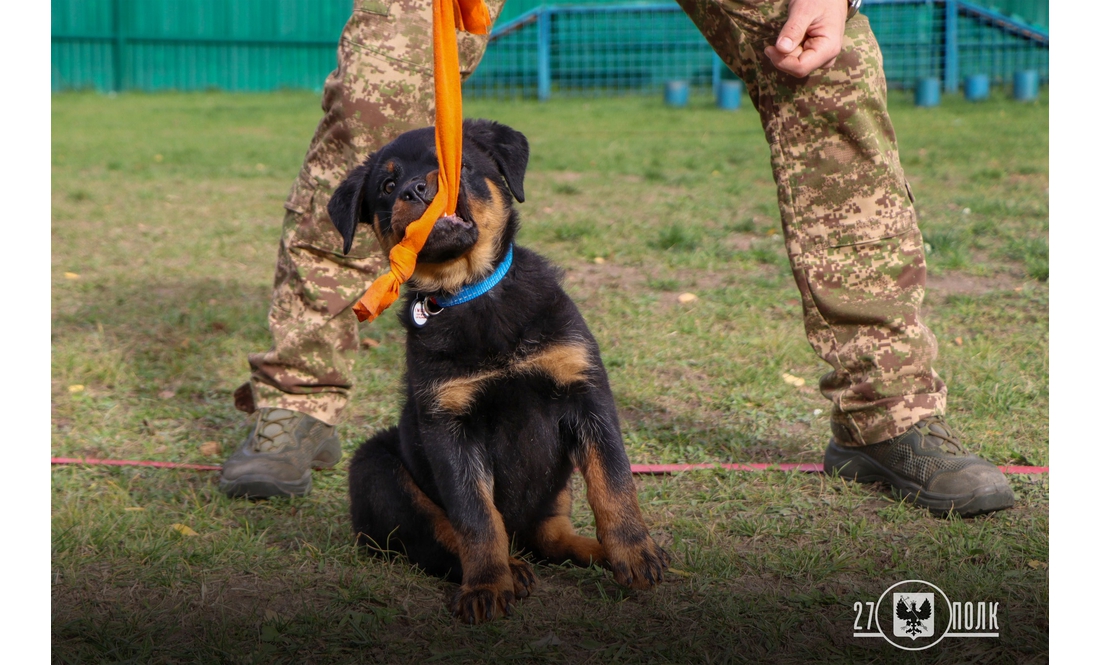 У чернігівських кінологів - дуже миле поповнення