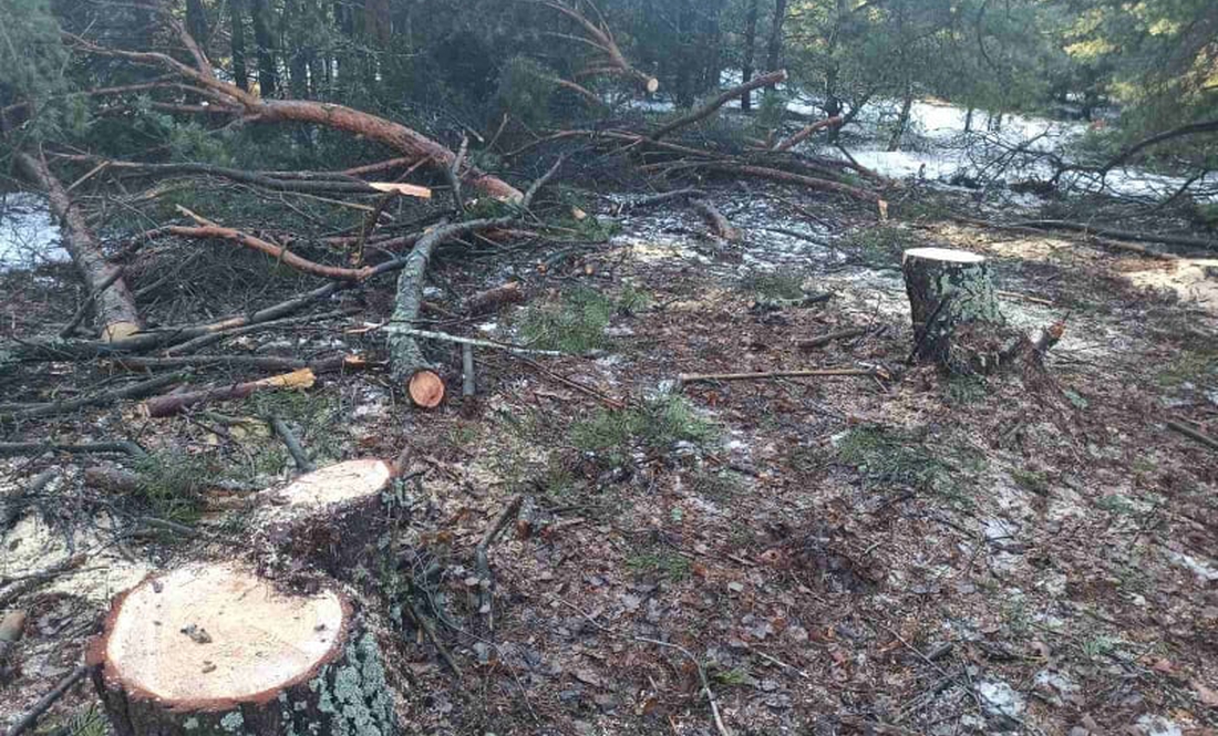 На кордоні Чернігівщини виявили незаконну вирубку лісу. ФОТО