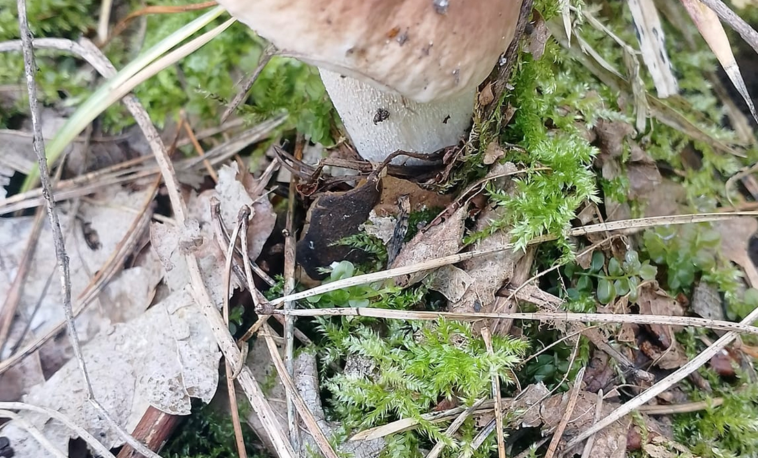 На Чернігівщині пішли гриби: однак небезпека в лісах нікуди не зникла