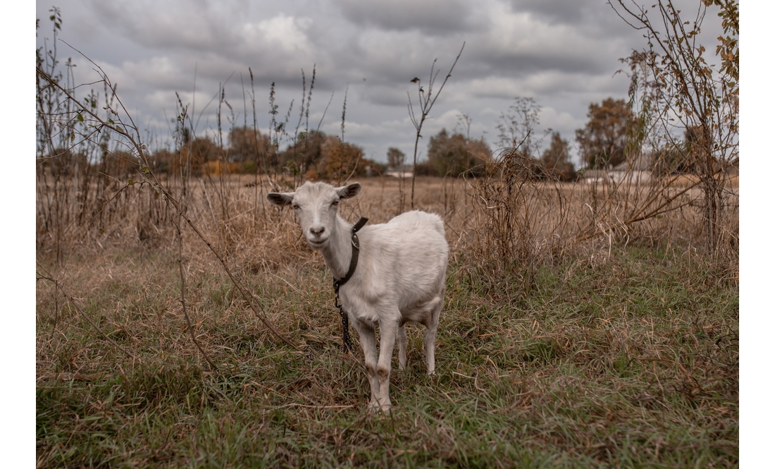 Утримують птицю і кіз: як родина переселенців із Донеччини облаштовує побут на Чернігівщині