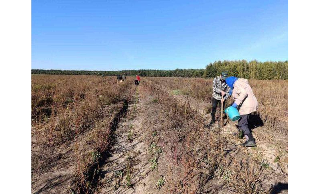 Чернігівщину озеленюють латвійськими ялинами та соснами