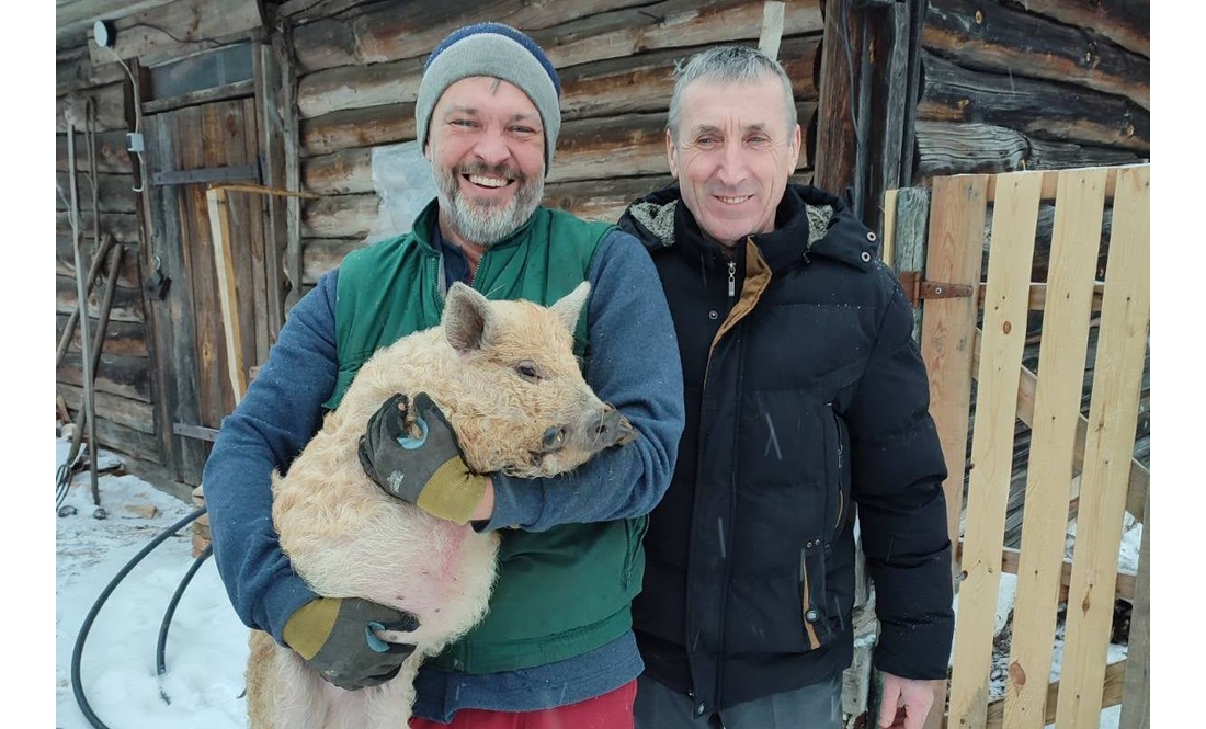 Чернігівець переїхав у село на Городнянщині, де вирощує незвичних свиней