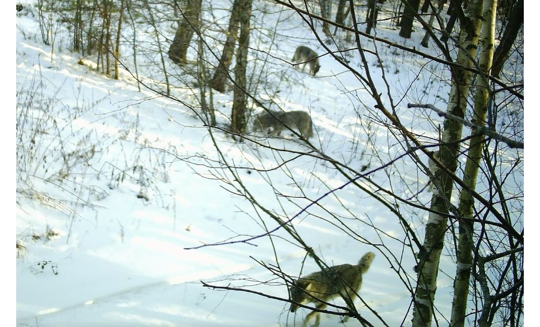 Камери зафіксували диких звірів – ДПСУ попереджає про ризики для втікачів